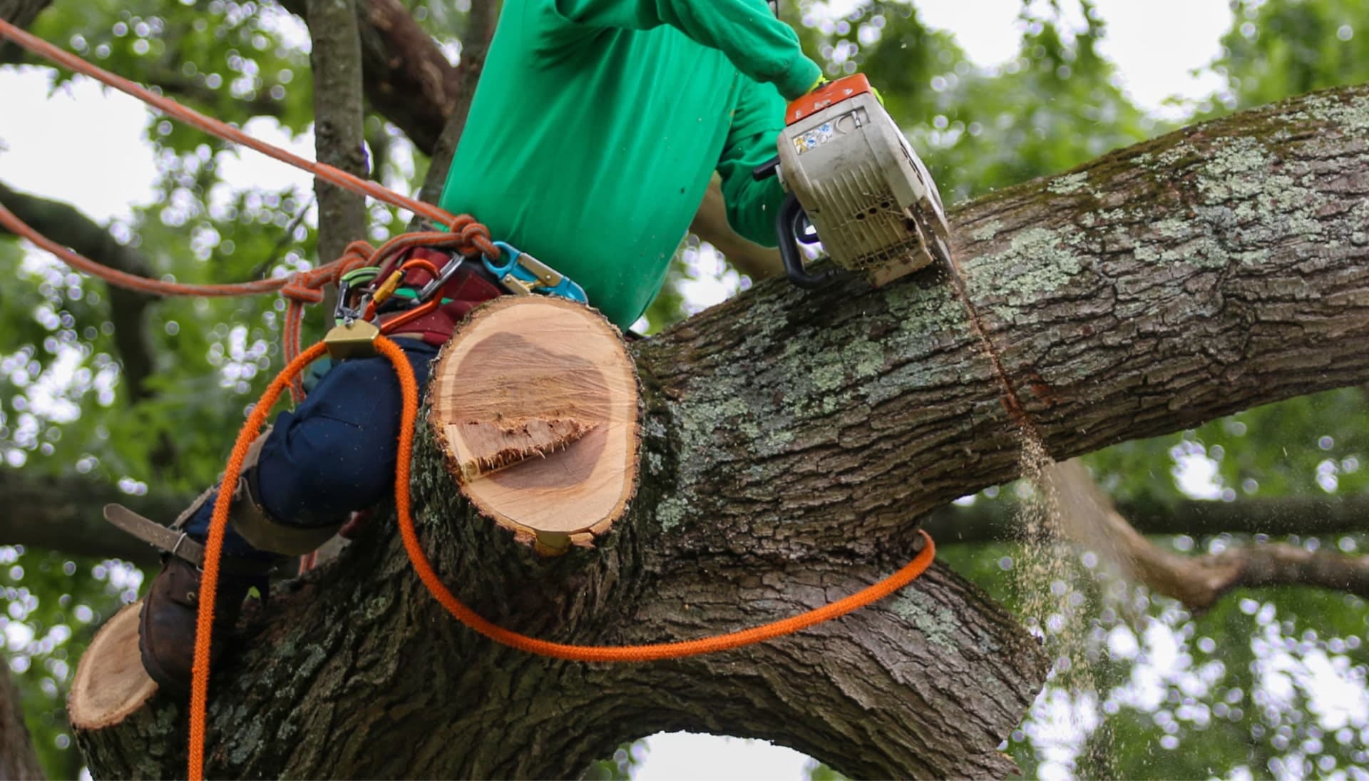 Shed your worries away with best tree removal in Newton