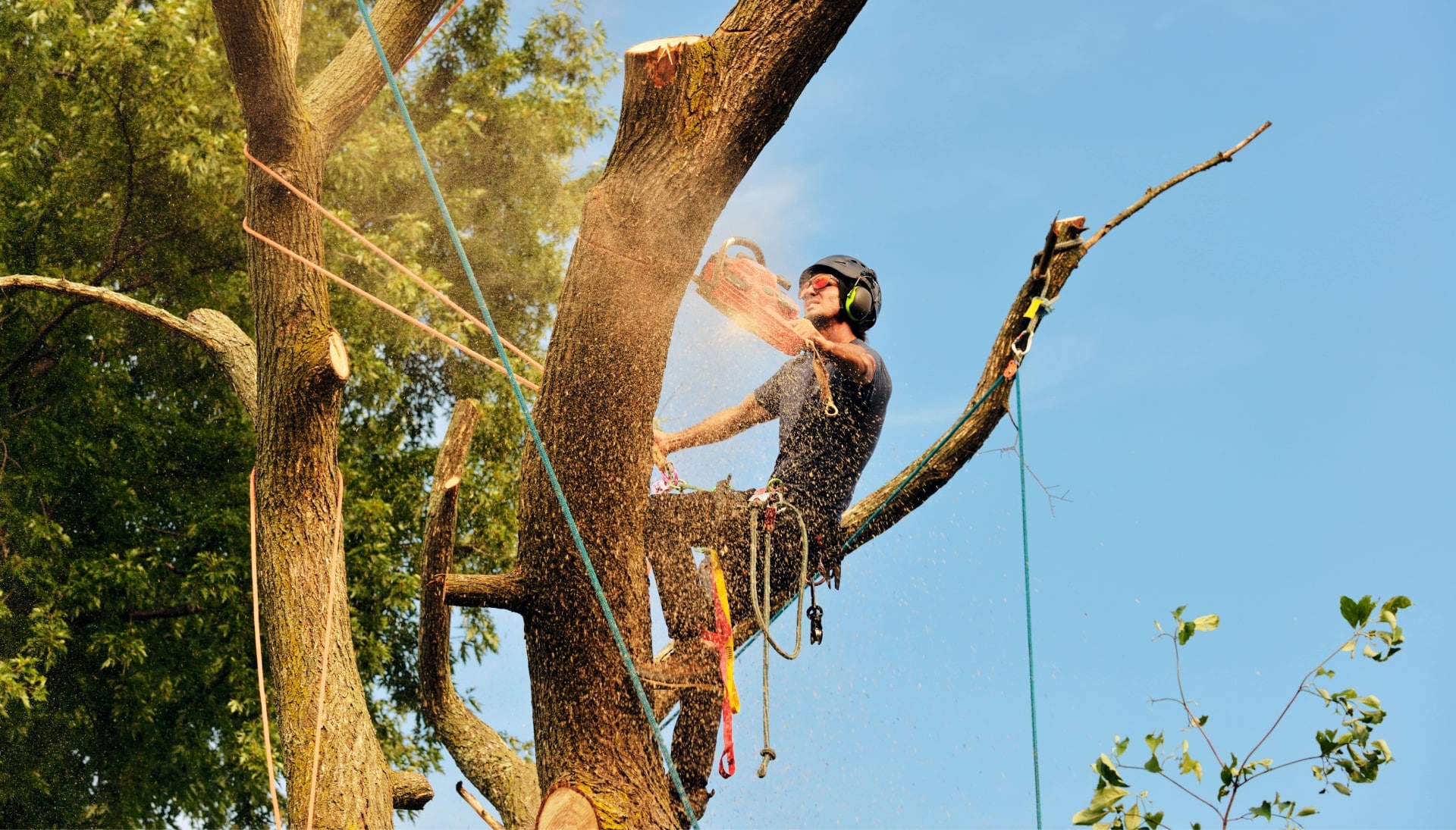 Get rid of tree problems with the expert tree removal contractors in Newton